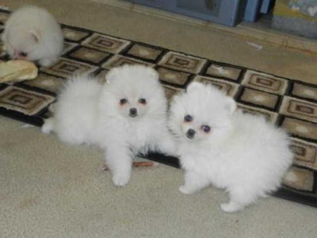 Pomerânia filhotes
